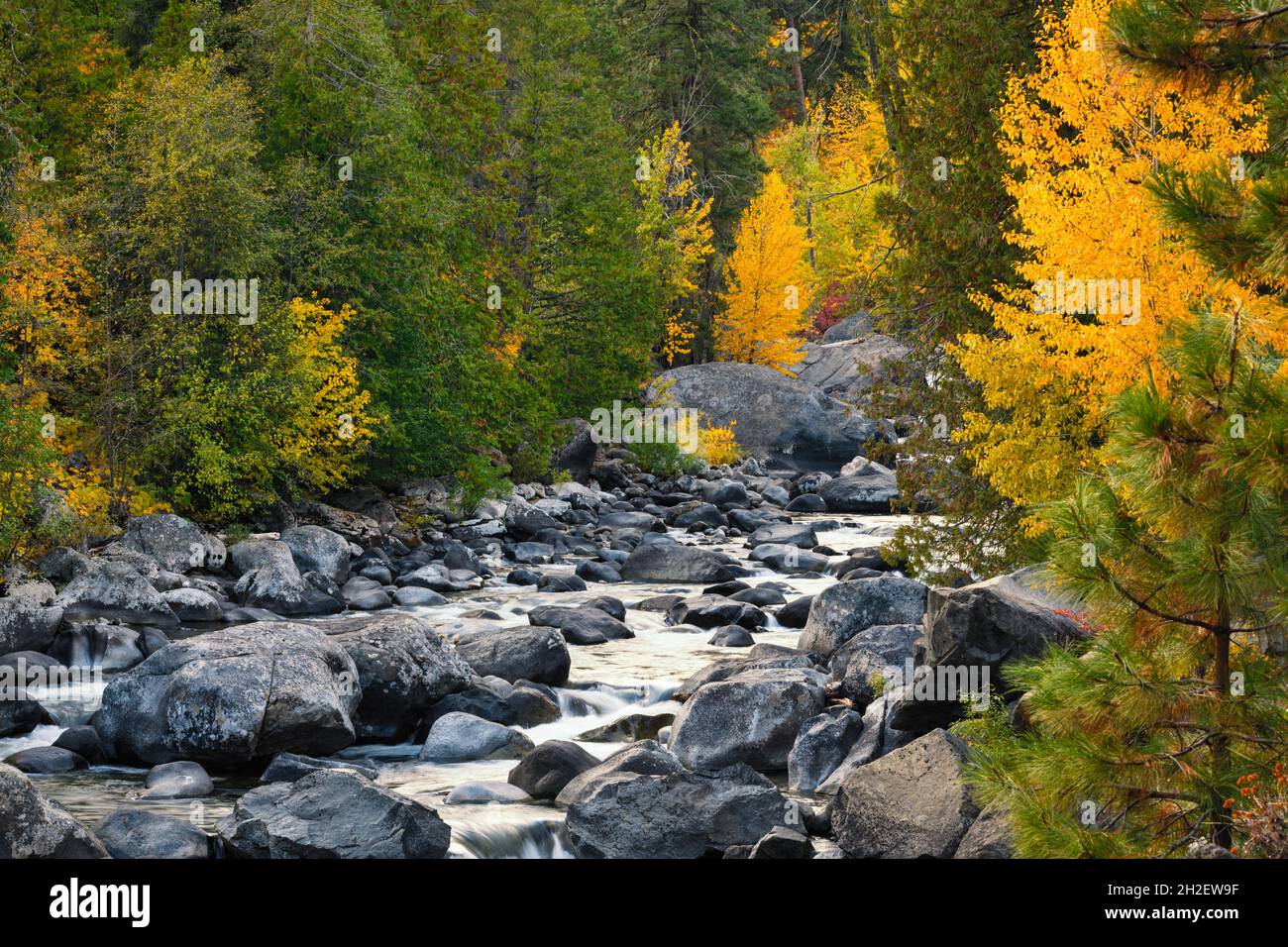 Gli alberi in colori autunnali si allineano a Icicle Creek nelle Cascate di Washington mentre l'acqua passa grandi massi nel letto del torrente Foto Stock