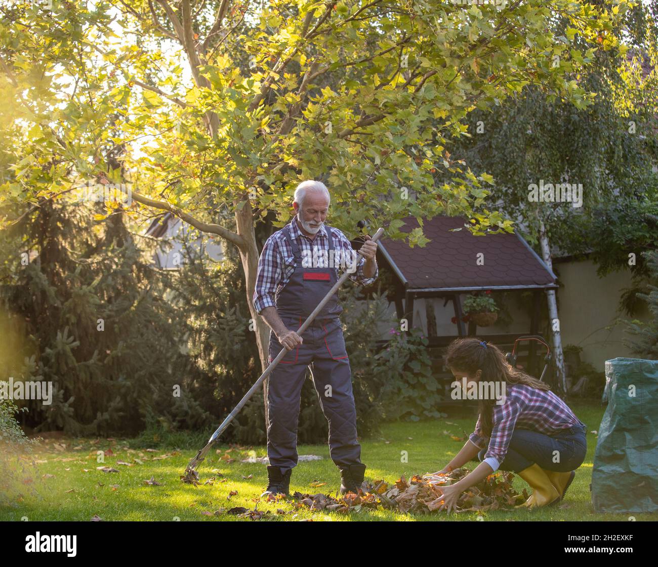 Padre, uomo più anziano e figlia graziosa che raccoglie le foglie in giardino in autunno Foto Stock