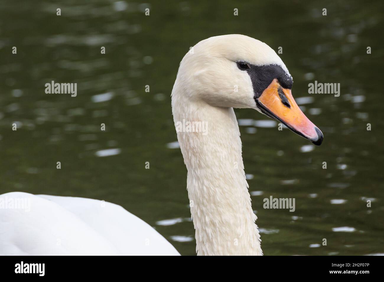 Primo piano di un cigno Muto Foto Stock