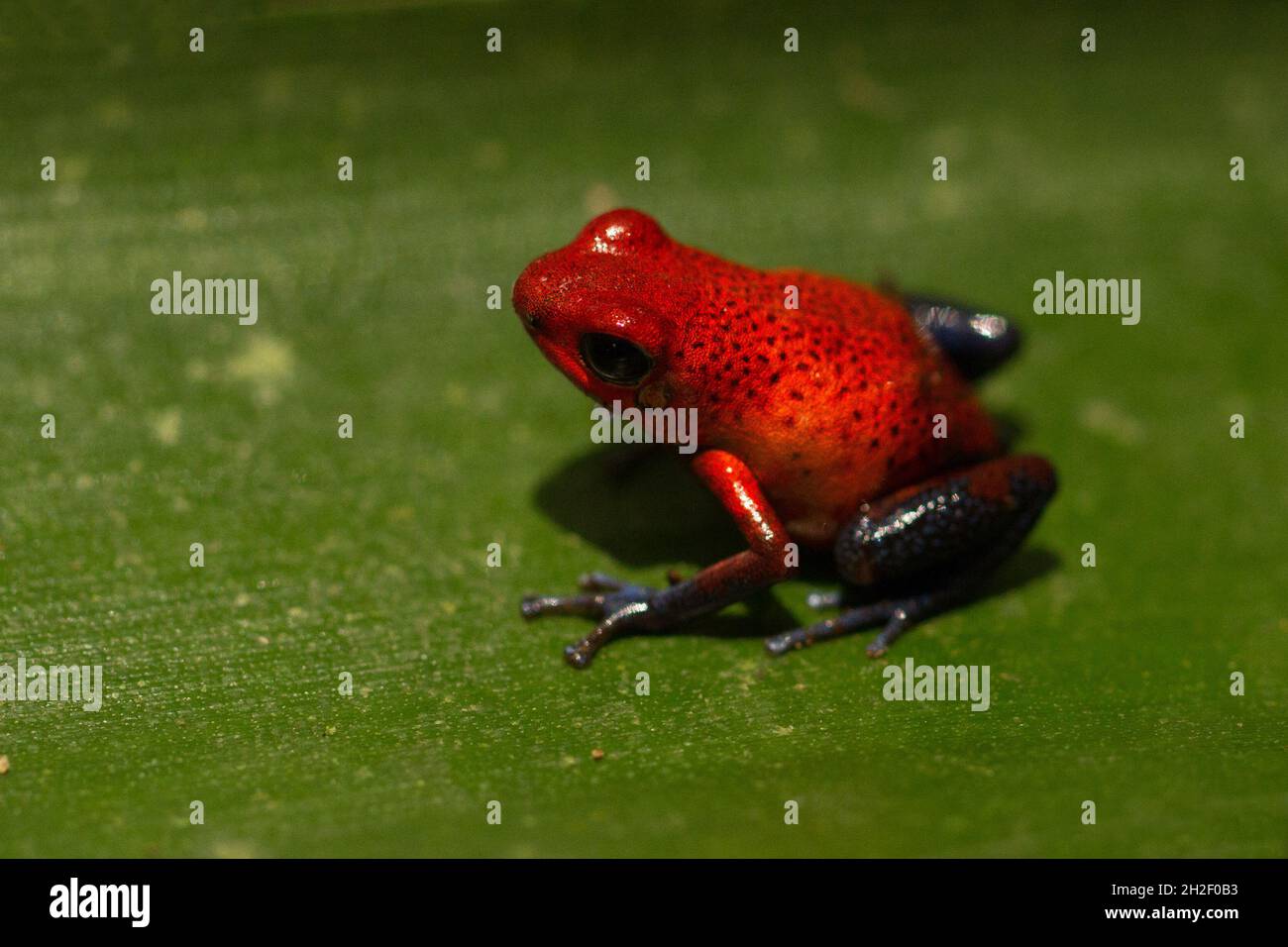 La rana di Poison-Dart Strawberry (conosciuta anche come la rana di jeans blu o pomilio di oophaga) seduta su una foglia nella foresta pluviale Costa Rica Foto Stock