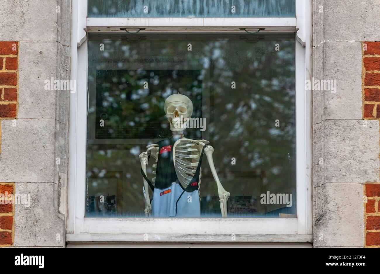 halloween mostra di scheletro guardando fuori dalla finestra, halloween, scheletro, spooky, spaventoso, ossa, ossa, fantasma, paura, decorazione di halloween, Foto Stock