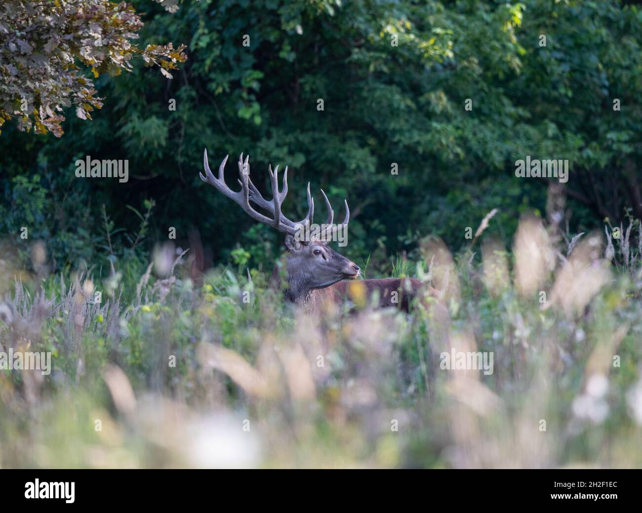 Cervo rosso (cervicus elaphus) con grandi corna che rugano nella foresta nella stagione di accoppiamento a fine estate. Fauna selvatica in habitat naturale Foto Stock