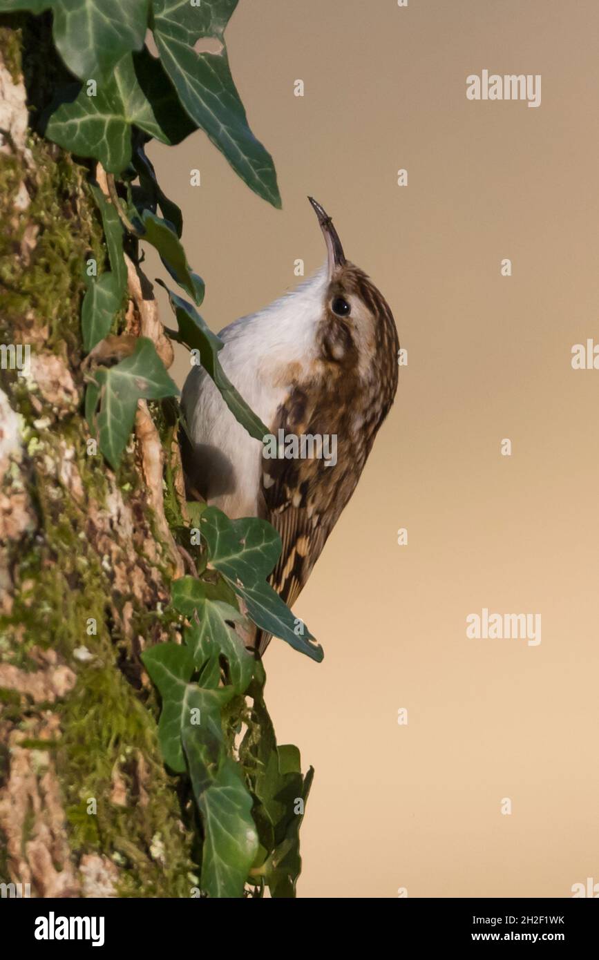 Treecreeper (Certhia familiaris) che sale su un albero rivestito di edera, New Forest, Hampshire, Regno Unito. Foto Stock