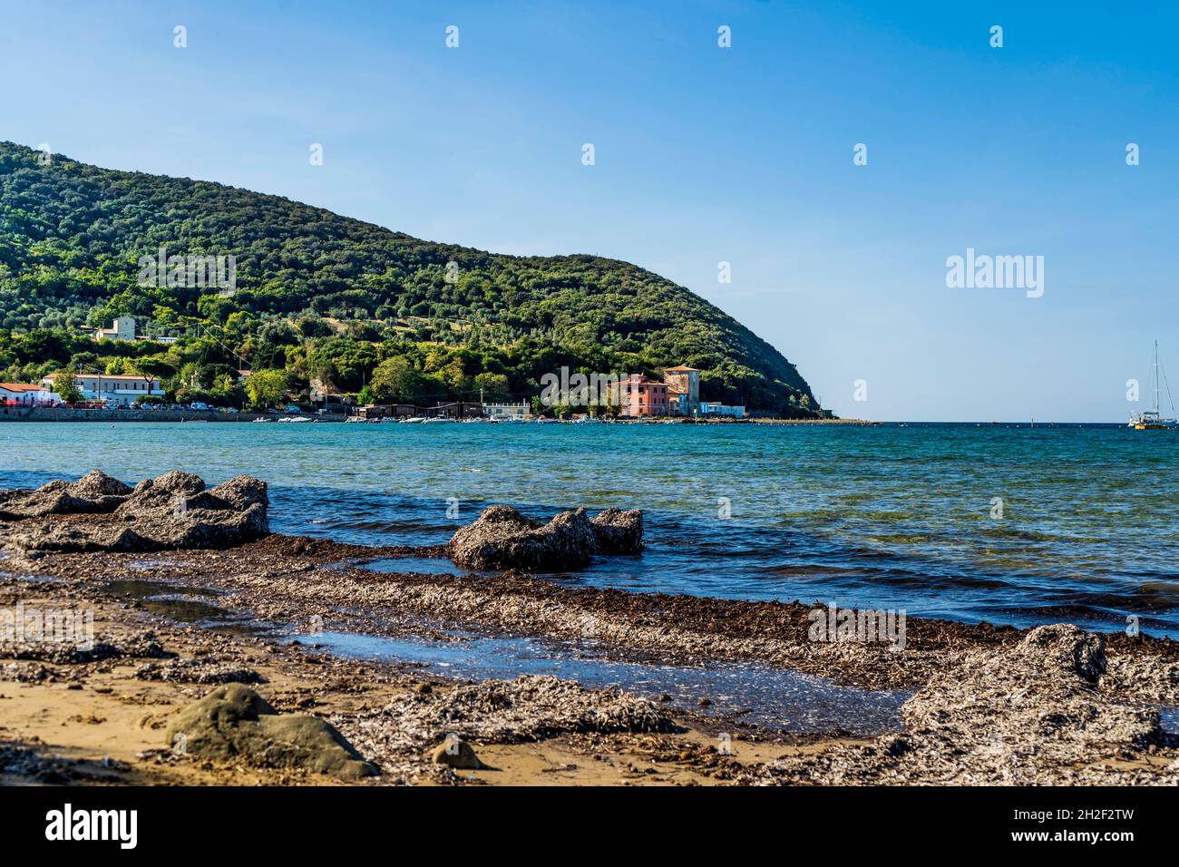 La spiaggia del Golfo di Baratti con cumuli di erba secca di Posidonia oceanica, Piombino, lungo la Costa degli Etruschi, la Toscana, Italia Foto Stock