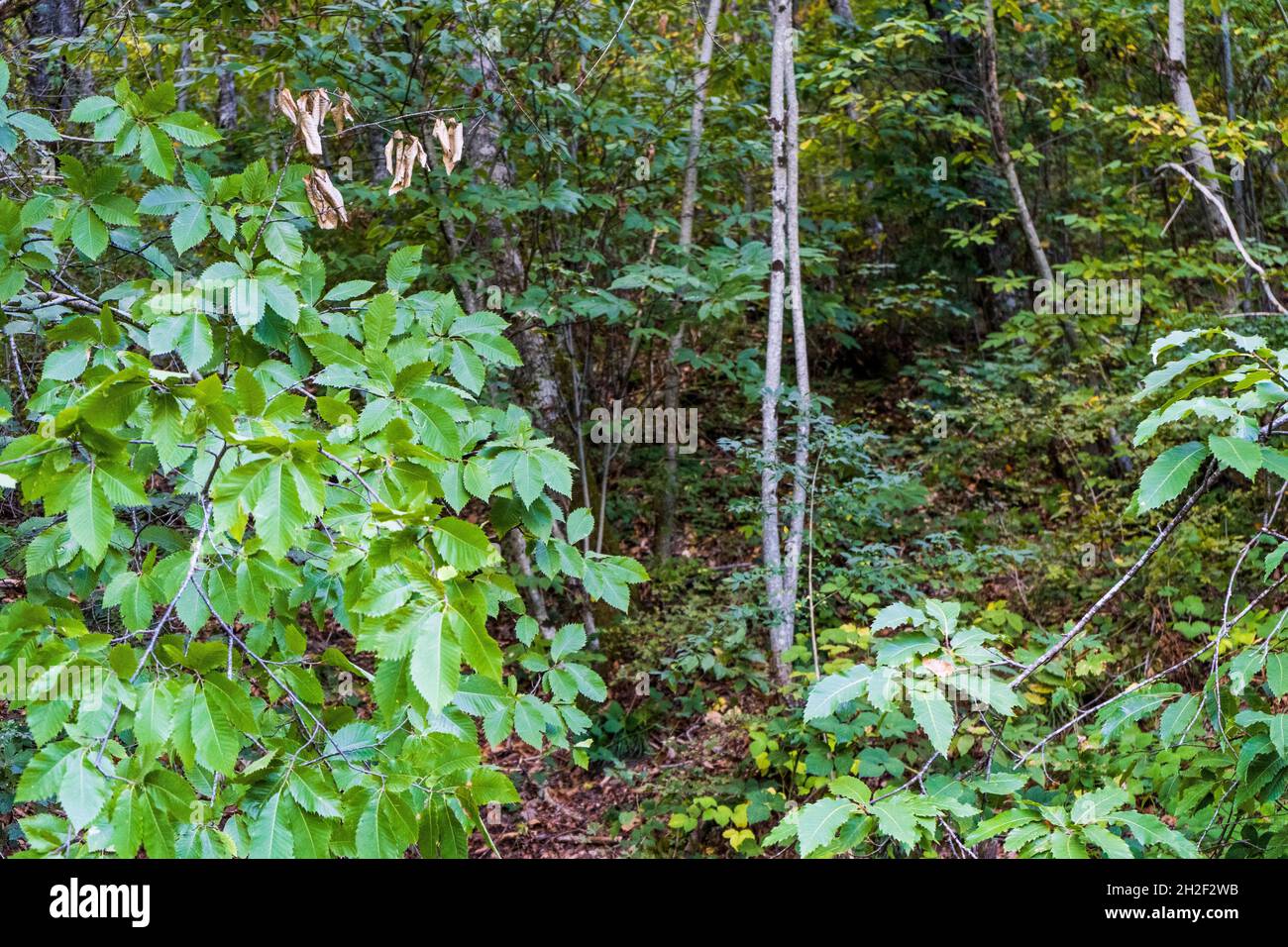 Boschi del parco naturale di Montioni con castagni, nei pressi di Suvereto, provincia di Livorno, Toscana, Italia Foto Stock
