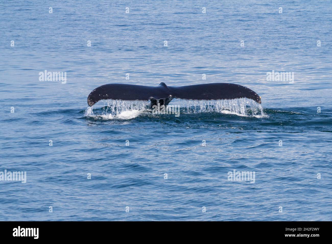 Una Whale Humpback solleva la coda mentre si tuffa nella Baia di Samana, Repubblica Dominicana. Foto Stock