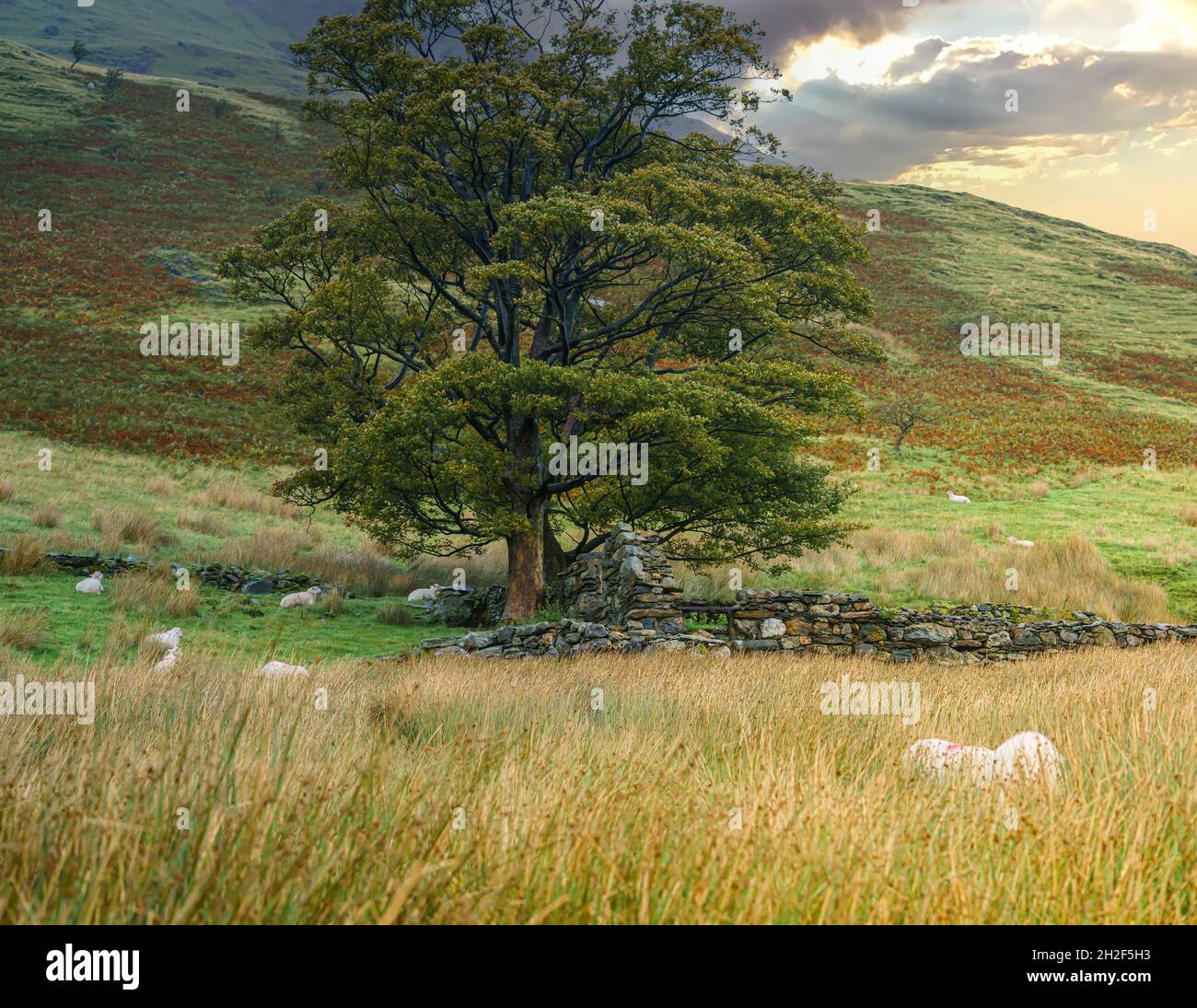 Un gregge di pecore kerry Hill (Ovis aries) pascolo vicino al monte Snowdon, Snowdonia National Park Galles UK Foto Stock