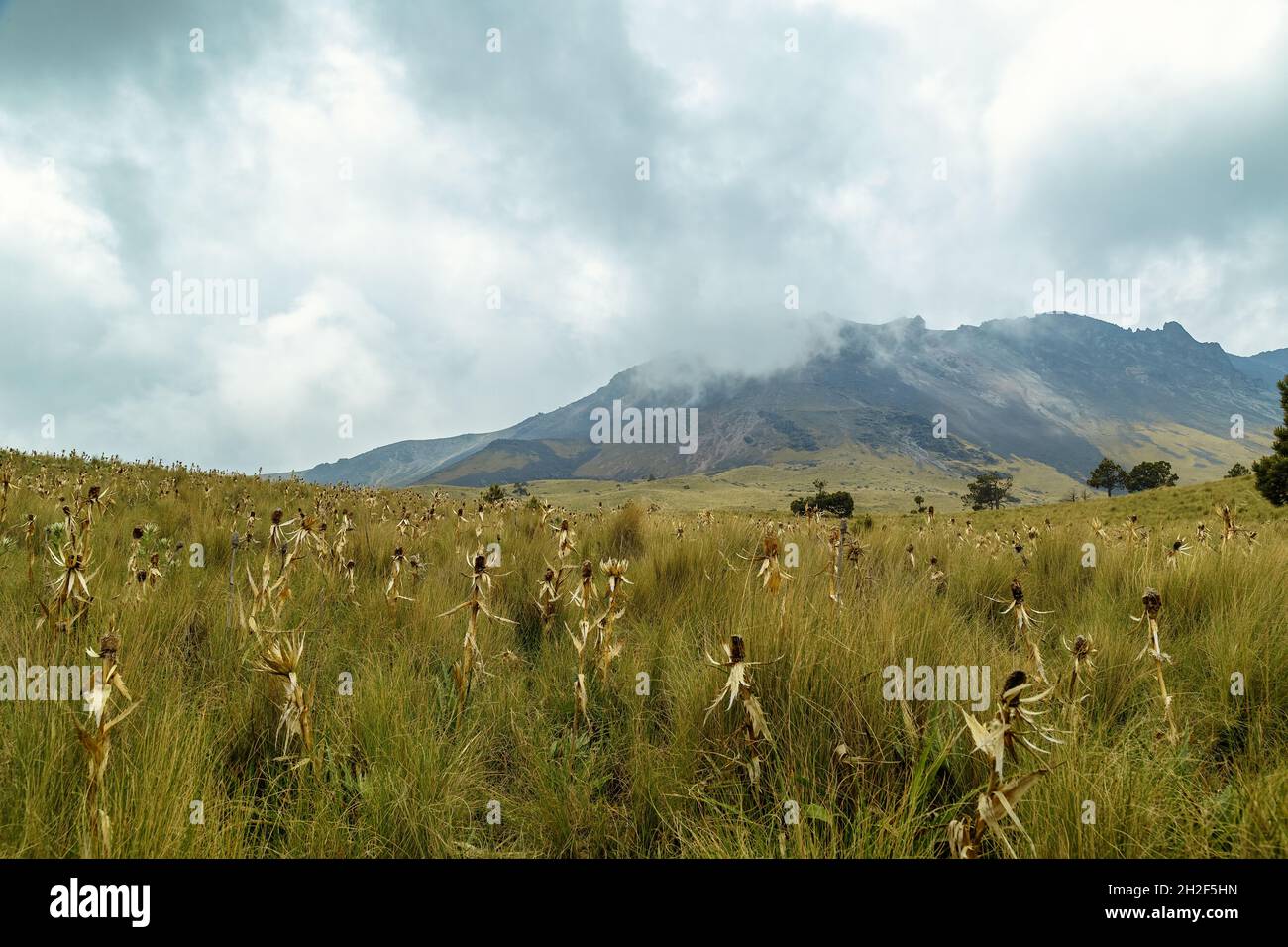 Campo erboso con fiori di eryngo al Parco Nazionale Nevado de Toluca in Messico Foto Stock