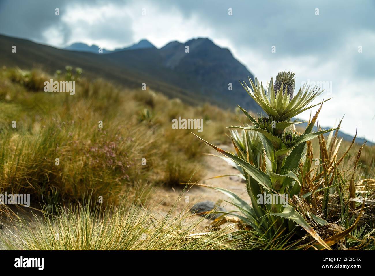 Eryngo fiorisce lungo un sentiero sulla catena montuosa del Nevado de Toluca in Messico Foto Stock