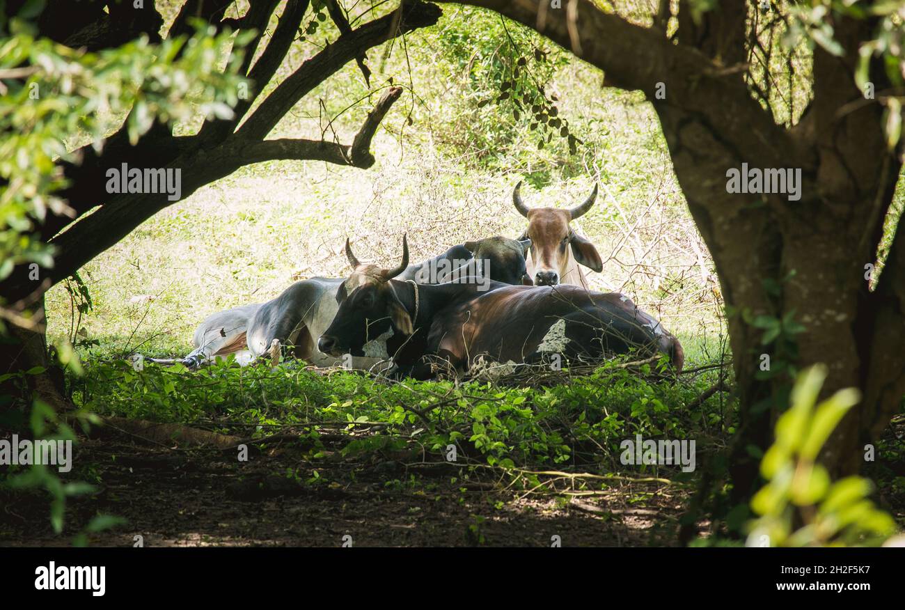 Gruppo di tre mucche appendere fuori all'ombra Foto Stock