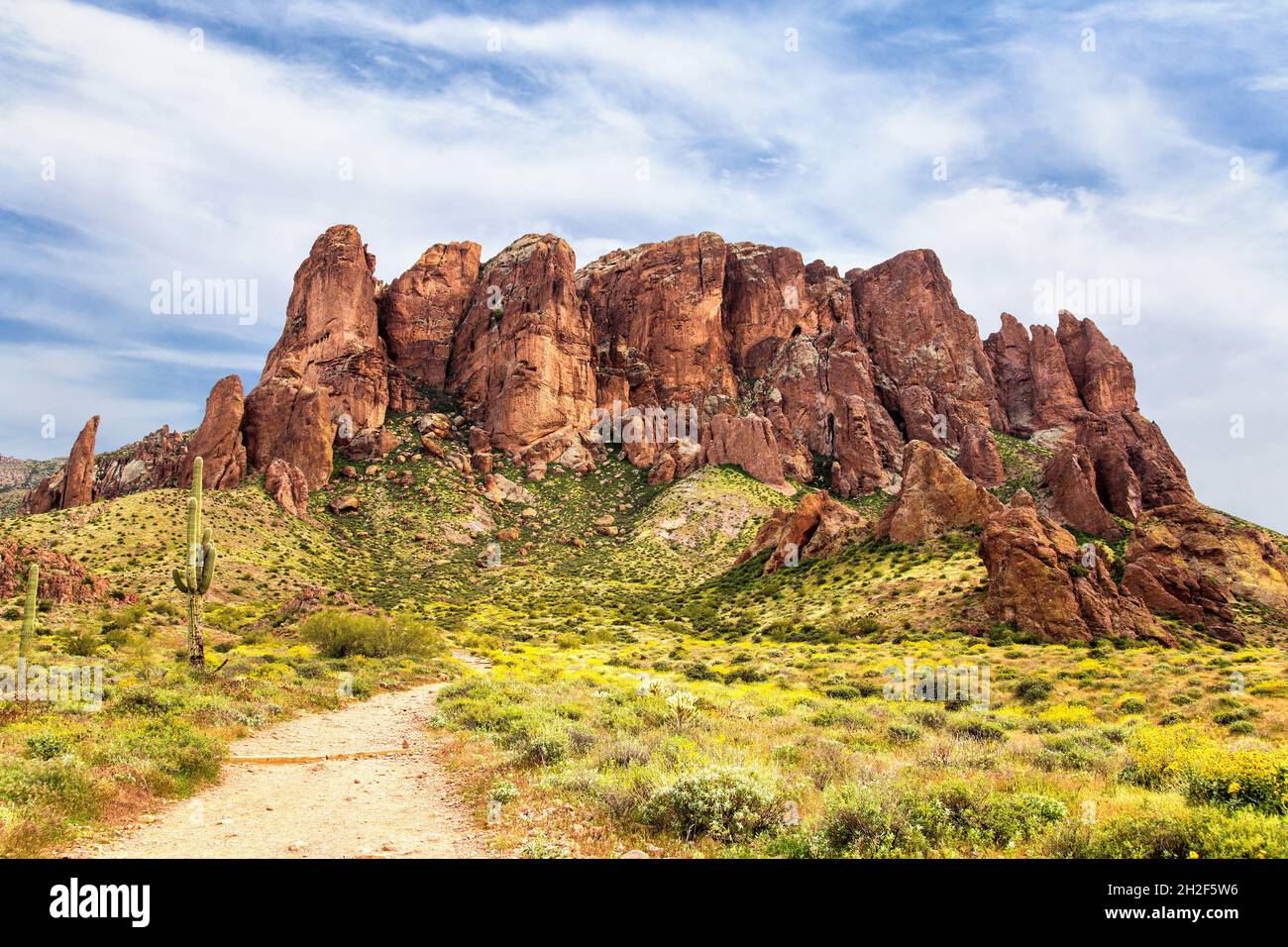 Sentiero escursionistico del Lost Dutchman state Park con fiori selvatici gialli Brittlebush. Ingresso al Treasure Loop Trail nel Lost Dutchman state Park per Flatiron. Foto Stock