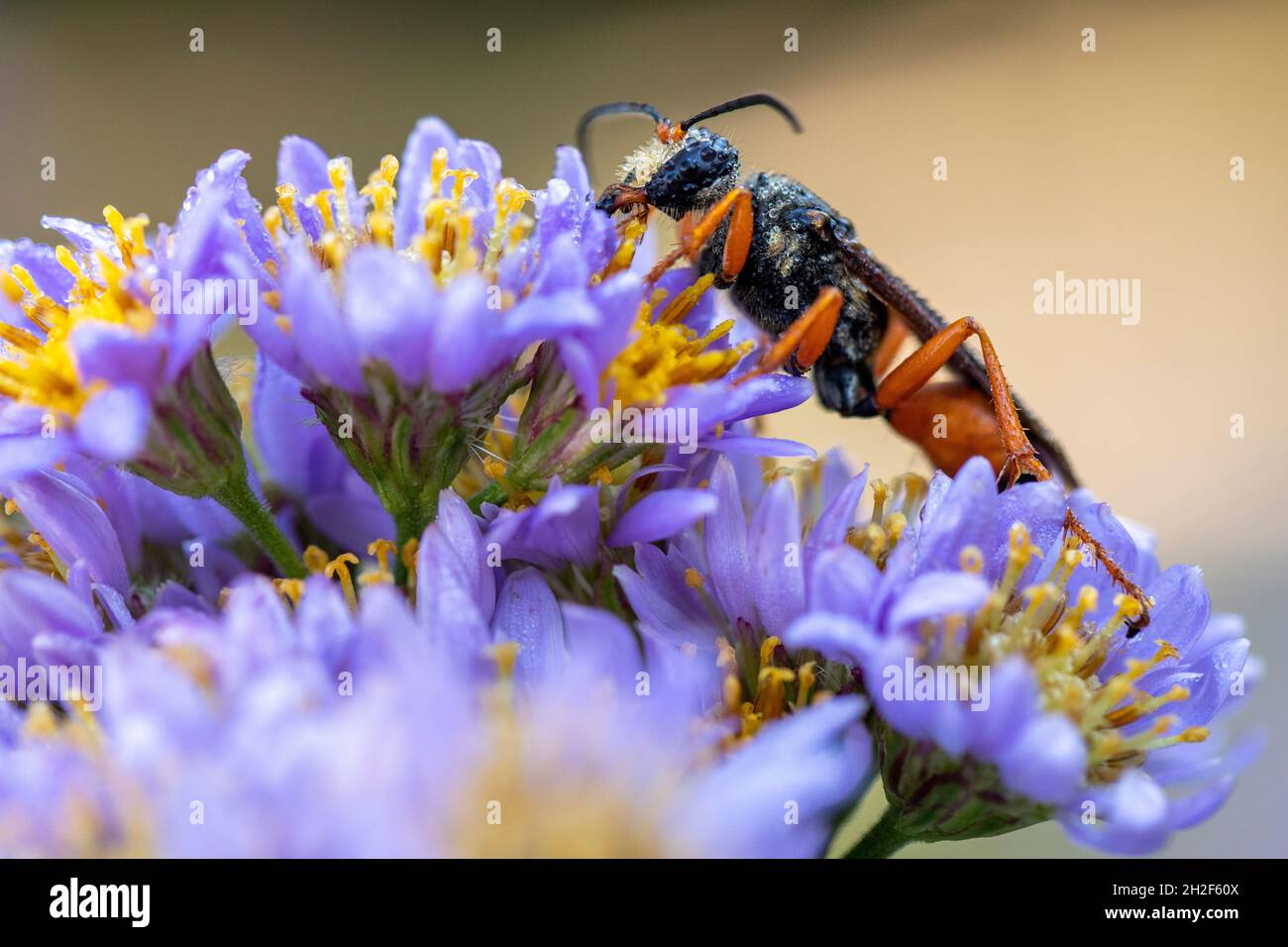 Great Golden Digger Wasp (Sphex ichneumoneus) - Asheville, Carolina del Nord, Stati Uniti Foto Stock