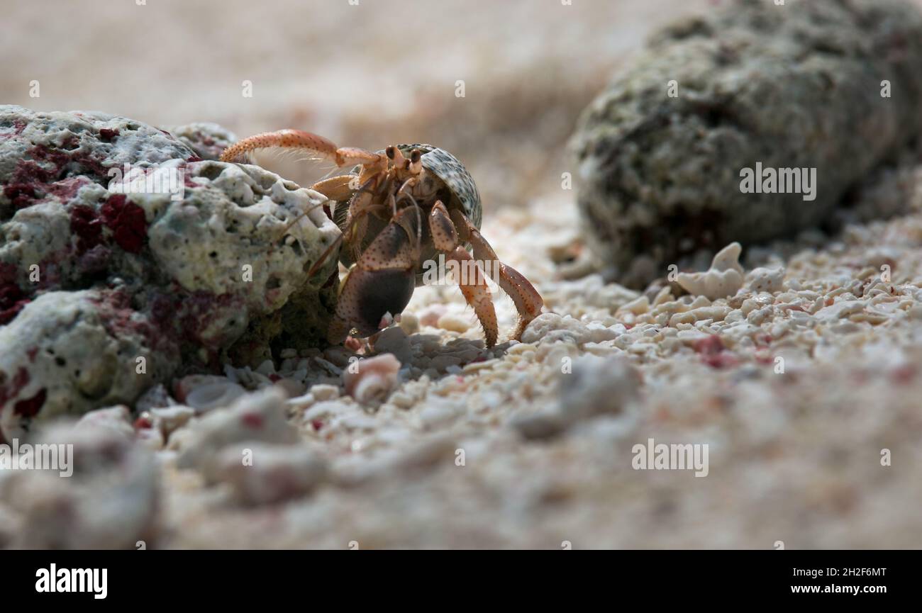 Granchio eremita minuscolo fare la sabbia sembra enorme come loro scurry intorno alla spiaggia Foto Stock