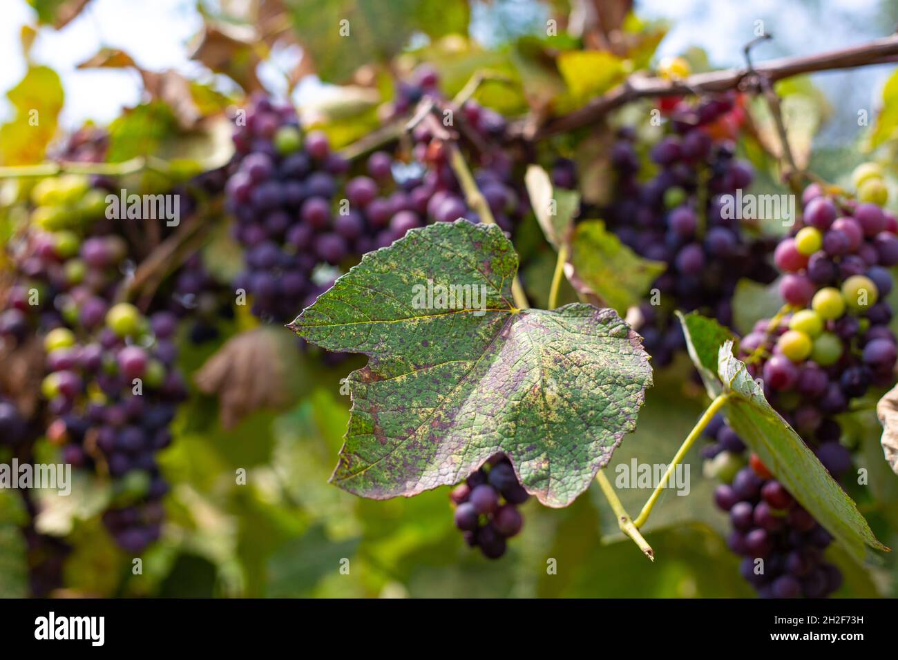 rami e foglie secche e frutti della vigna colpiti da parassiti del giardino Foto Stock