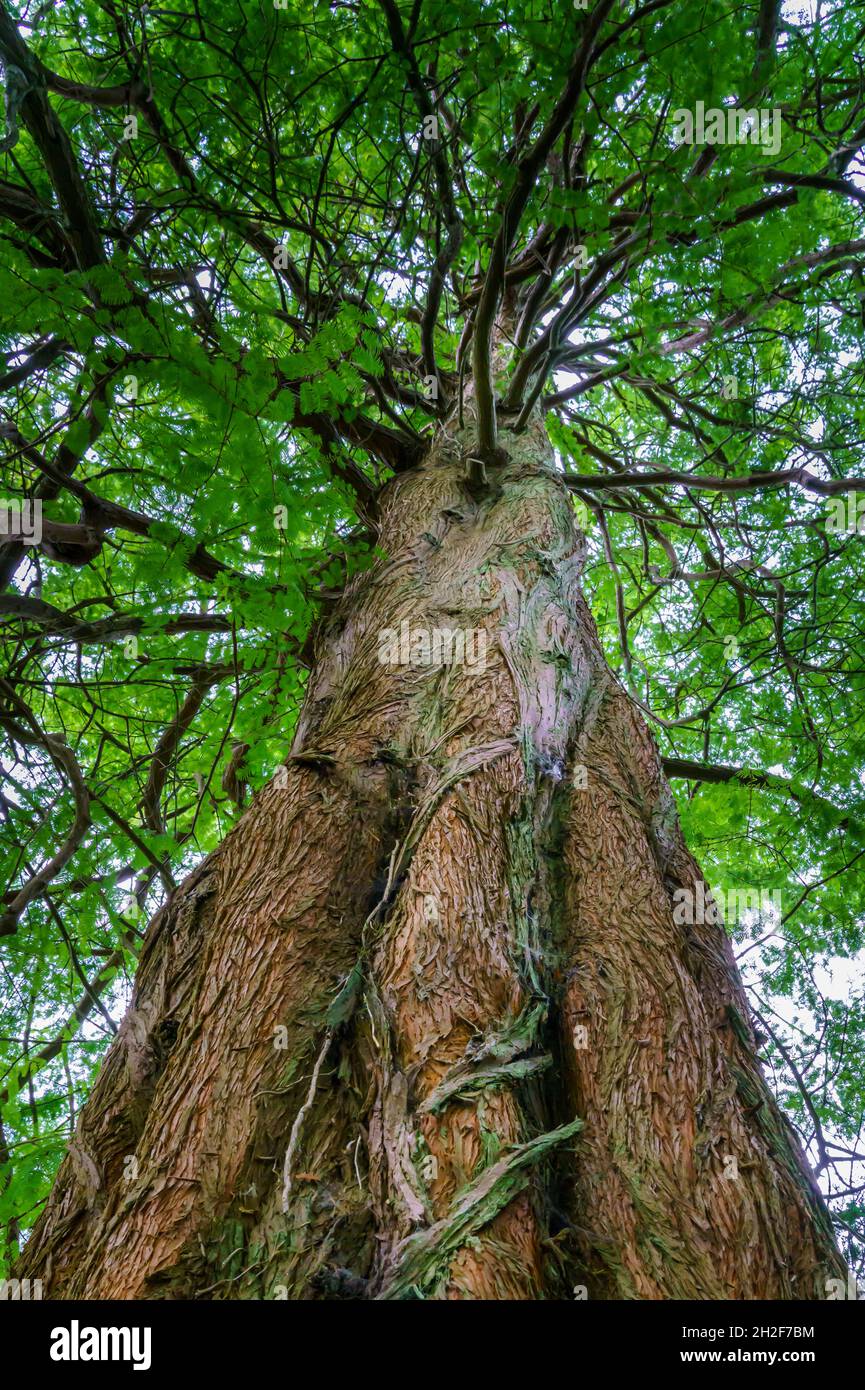 Guardando verso l'alto il tronco di un enorme sequoia costiera (Sequoia sempervirens) che cresce in Galles Foto Stock