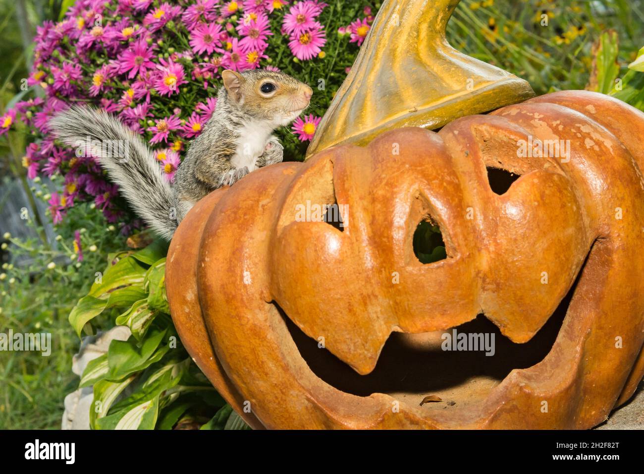 Giovane scoiattolo grigio che gioca con le decorazioni di Halloween Foto Stock