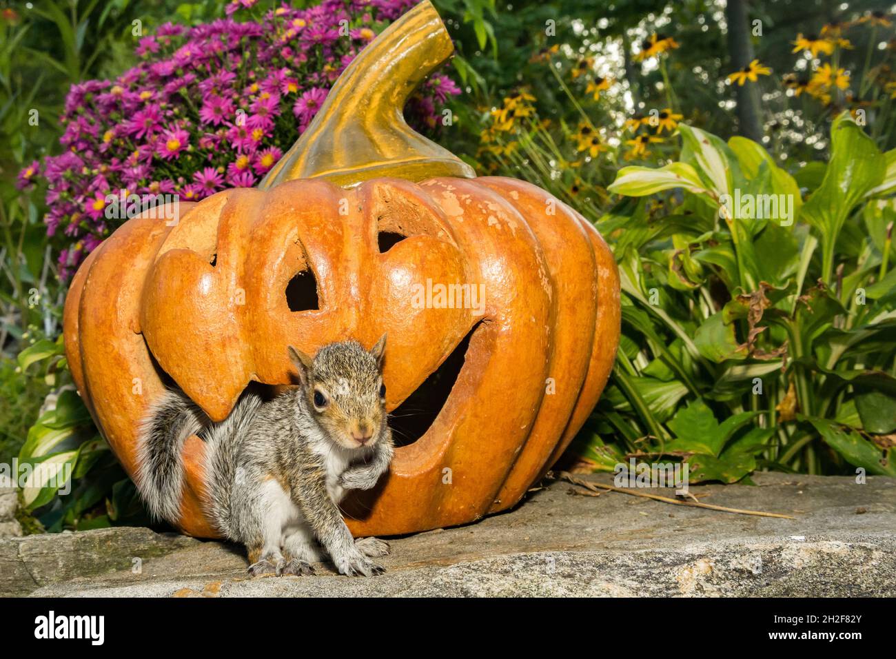 Giovane scoiattolo grigio che gioca con le decorazioni di Halloween Foto Stock