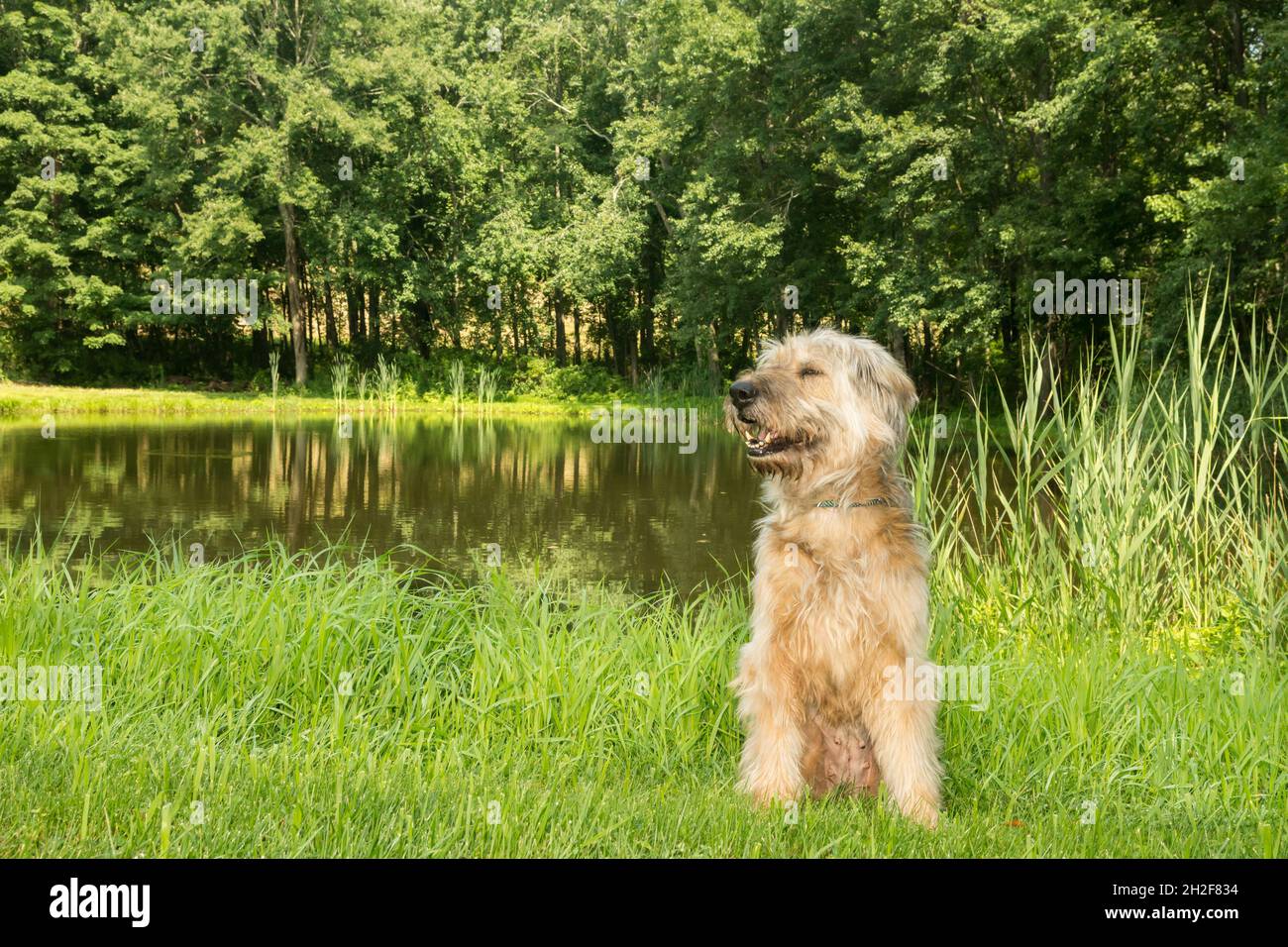 Sappali, un cane da pastore coreano che si gode una giornata al parco. Foto Stock