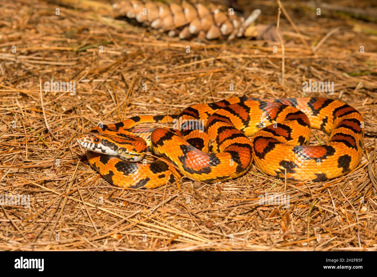 Okeetee Corn Snake- Pantherophis guttatus Foto Stock