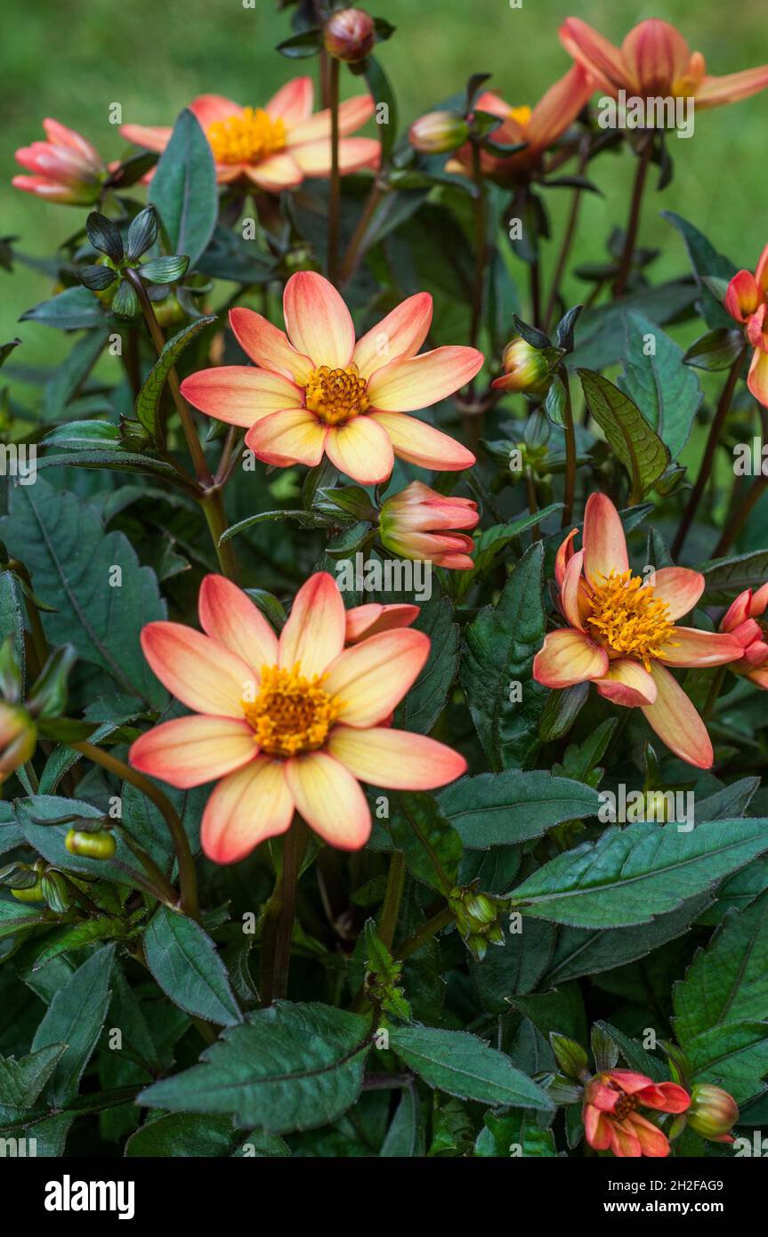 Primo piano della serie Dark Angel Dhalia Star Wars un perenne erbaceo deciduo semidolento giallo rosa e arancione con fogliame di bronzo Foto Stock