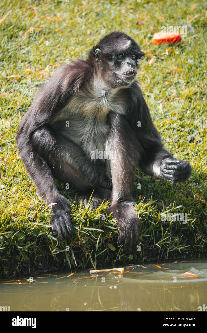 Scimmia in un giardino zoologico Foto Stock