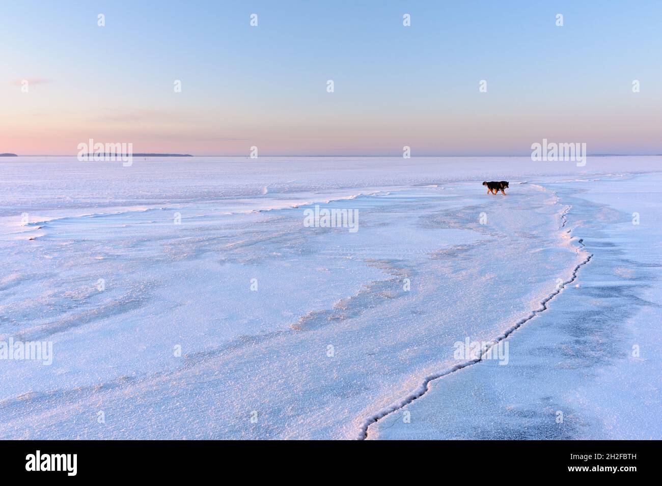 Paesaggio invernale al tramonto. Lago ghiacciato. Escursioni con il cane. Foto Stock