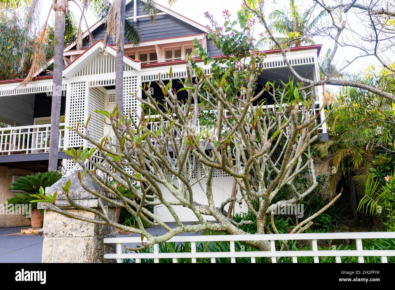 Frangipani albero plumeria in una giornata di primavera con germogli e foglie emergenti, Sydney, Australia Foto Stock