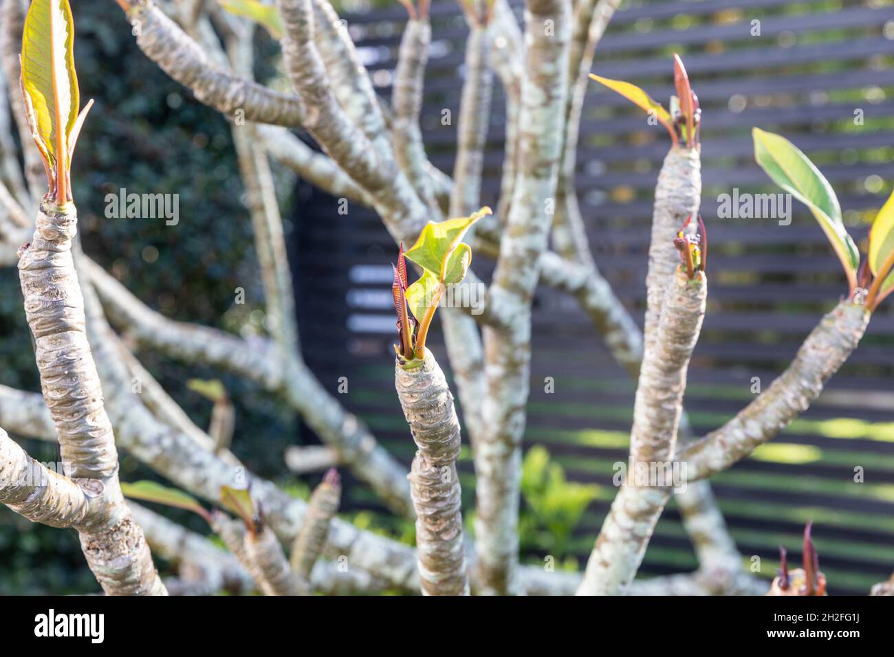 Frangipani plumeria arbusto in Australia, primo piano di germogli e foglie emergenti in primavera, Sydney, Australia Foto Stock