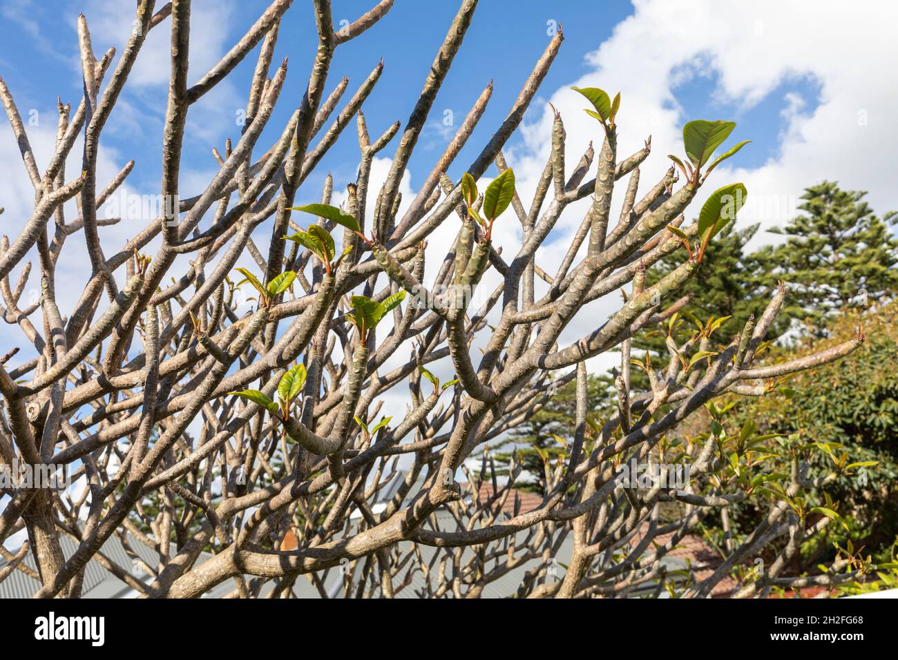 Frangipani albero plumeria in una giornata di primavera con germogli e foglie emergenti, Sydney, Australia Foto Stock