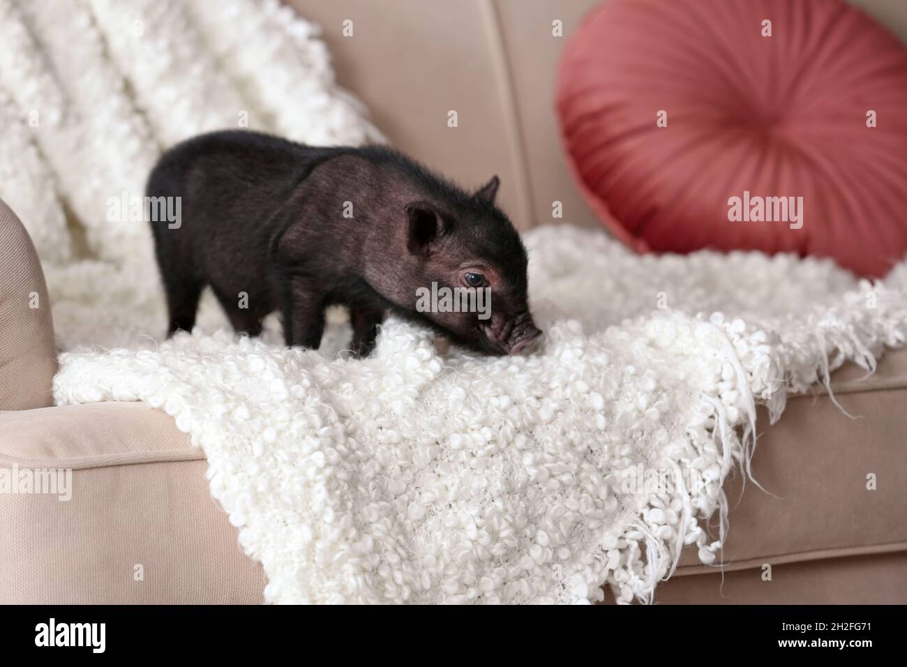 Adorabile mini maiale nero sul divano a casa Foto stock - Alamy