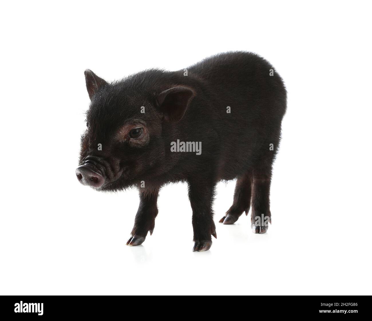 Adorabile mini maiale nero su sfondo bianco Foto stock - Alamy