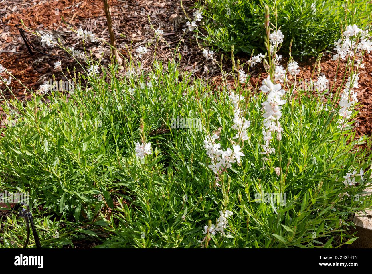 Fiori bianchi Gaura lindheimeri australiano farfalla cespuglio in un giorno di primavera fiorito in un giardino di Sydney, NSW, Australia Foto Stock