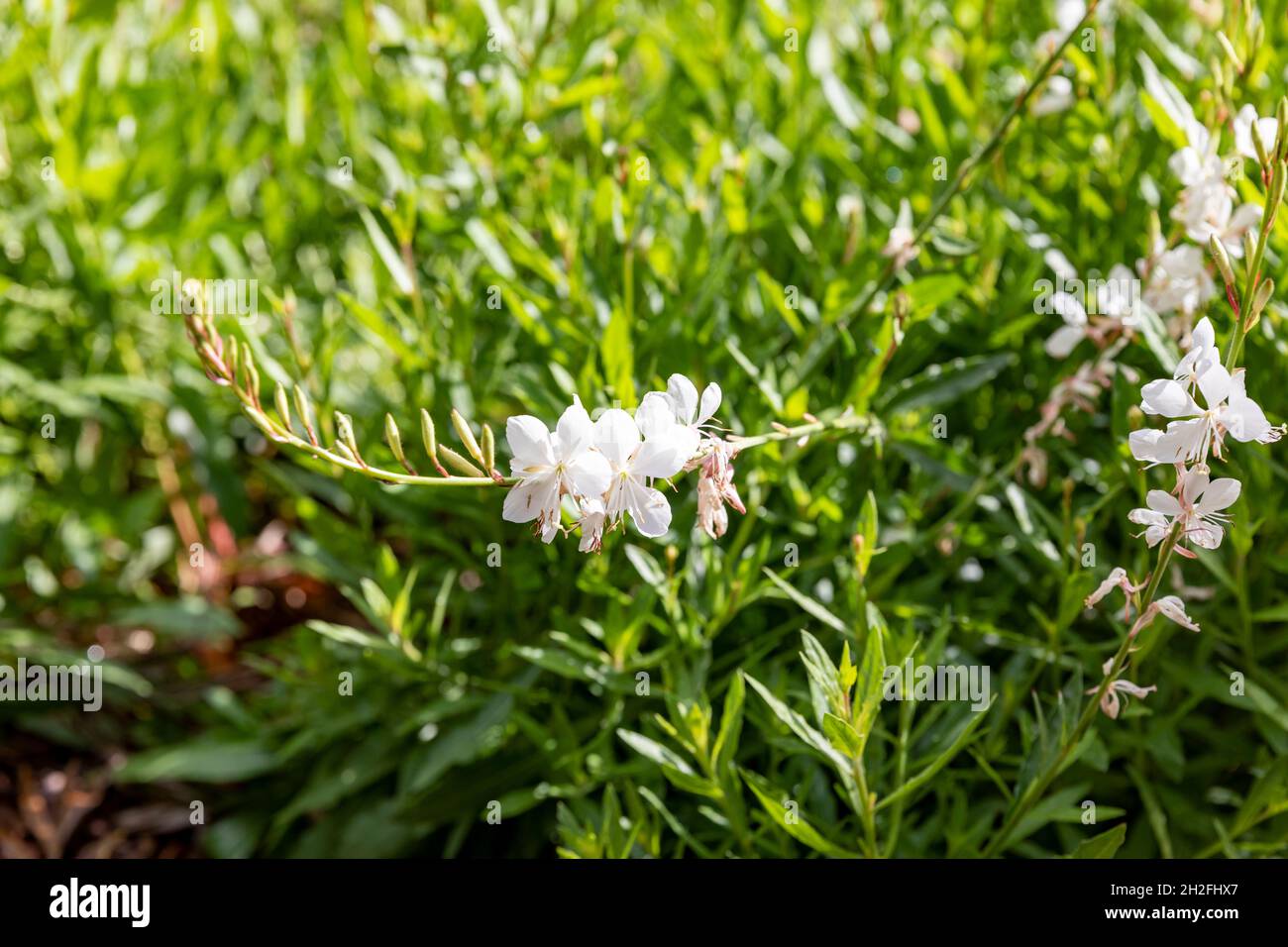 Fiori bianchi Gaura lindheimeri australiano farfalla cespuglio in un giorno di primavera fiorito in un giardino di Sydney, NSW, Australia Foto Stock