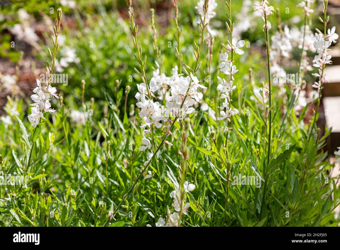 Fiori bianchi Gaura lindheimeri australiano farfalla cespuglio in un giorno di primavera fiorito in un giardino di Sydney, NSW, Australia Foto Stock