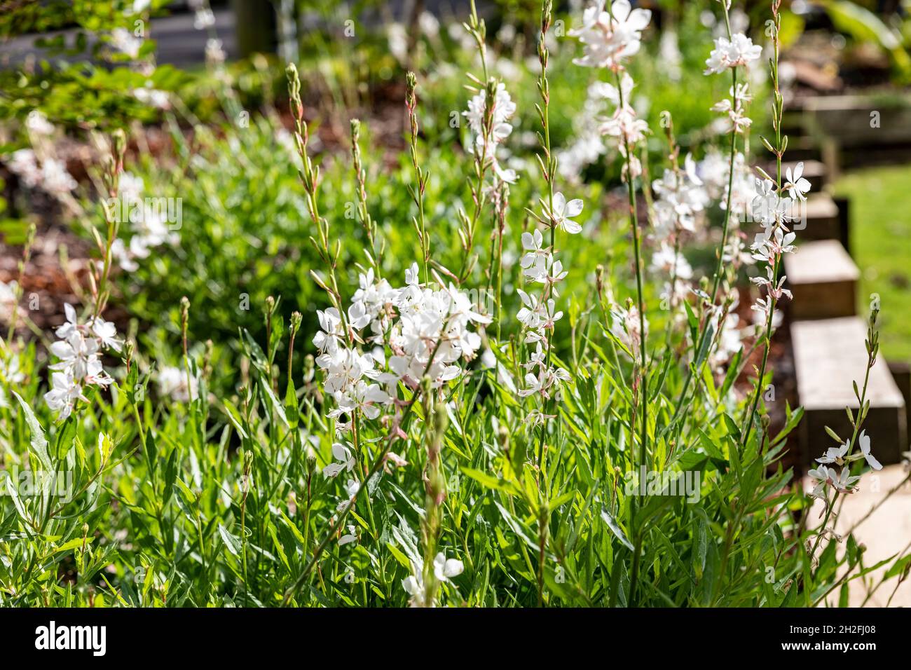 Fiori bianchi Gaura lindheimeri australiano farfalla cespuglio in un giorno di primavera fiorito in un giardino di Sydney, NSW, Australia Foto Stock