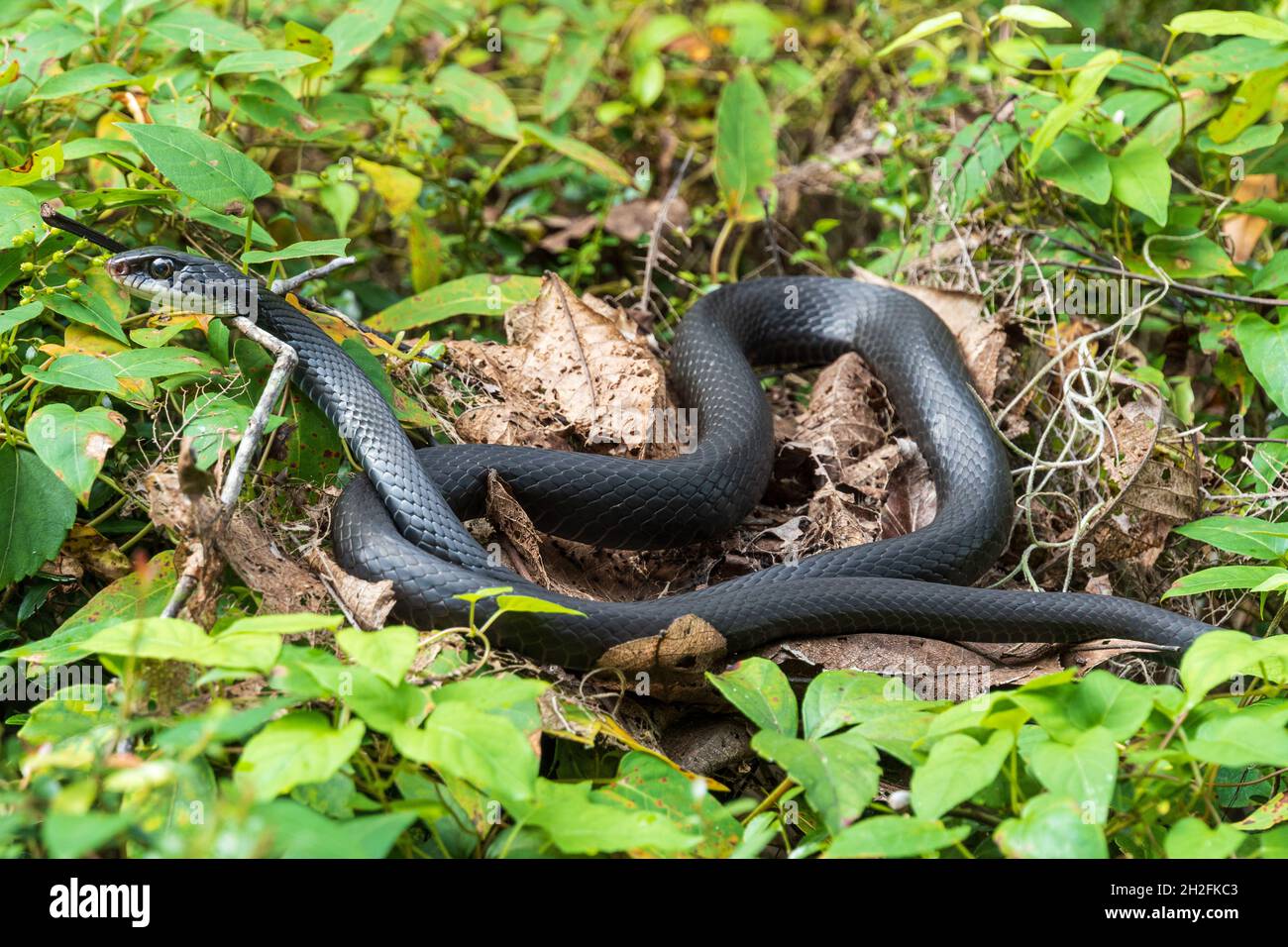 Serpente nero del sud (Coluber Constrictor priapus) che giace su un cespuglio - Rainbow Springs state Park, Dunnellon, Florida, USA Foto Stock