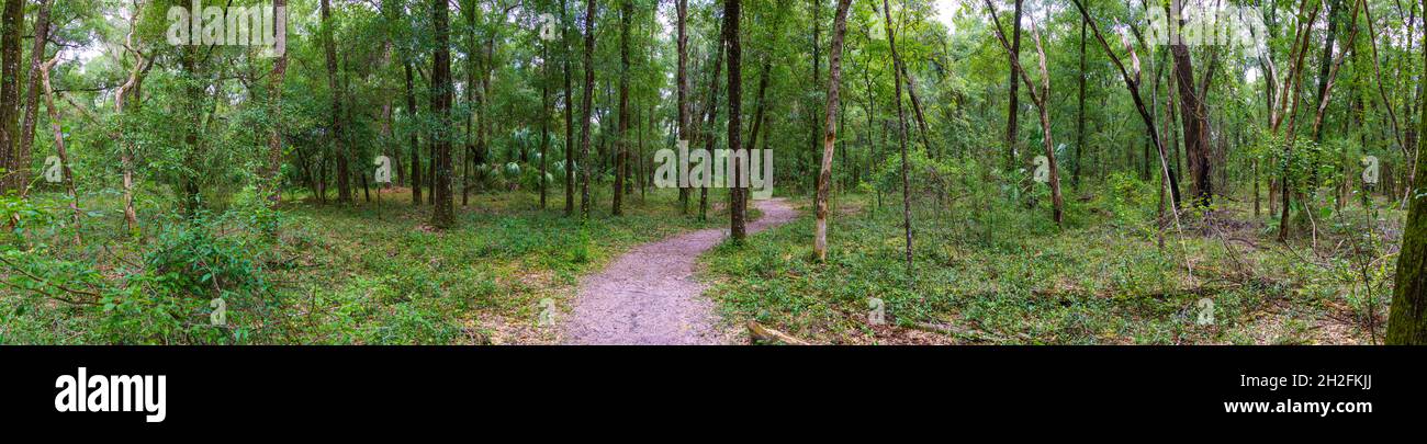 Panorama del "Yellow Trail" nel Rainbow Springs state Park - Dunnellon, Florida, USA Foto Stock
