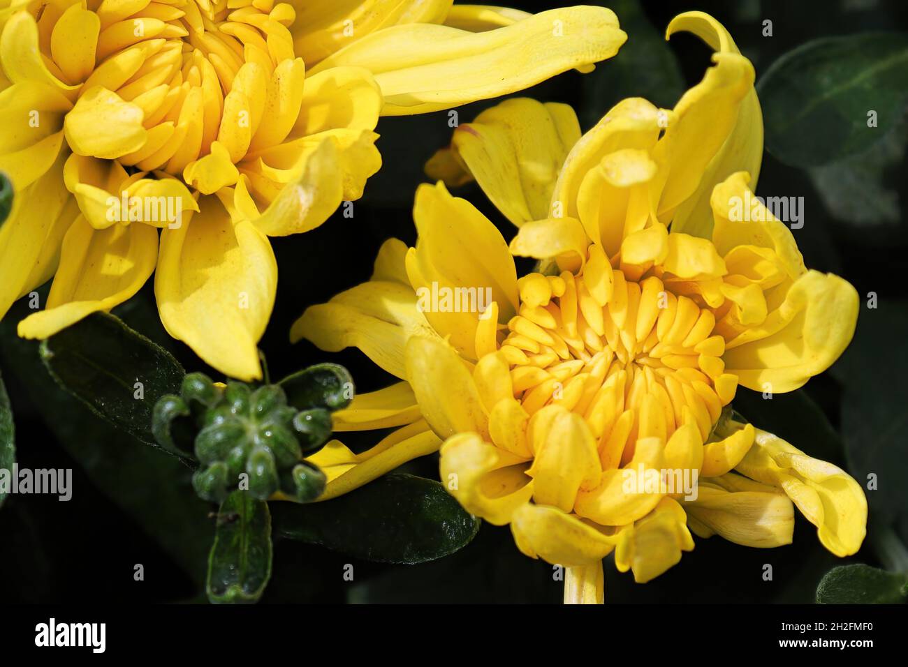 Sfondo di mamme gialle in fiore Foto Stock