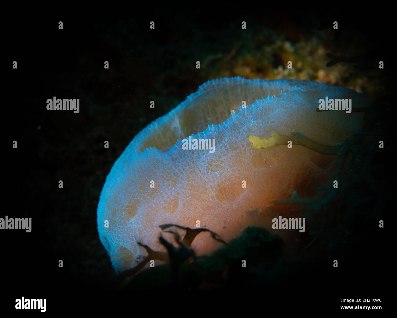 Colori e bellezze sulla barriera corallina al largo dell'isola caraibica olandese di Sint Maarten Foto Stock