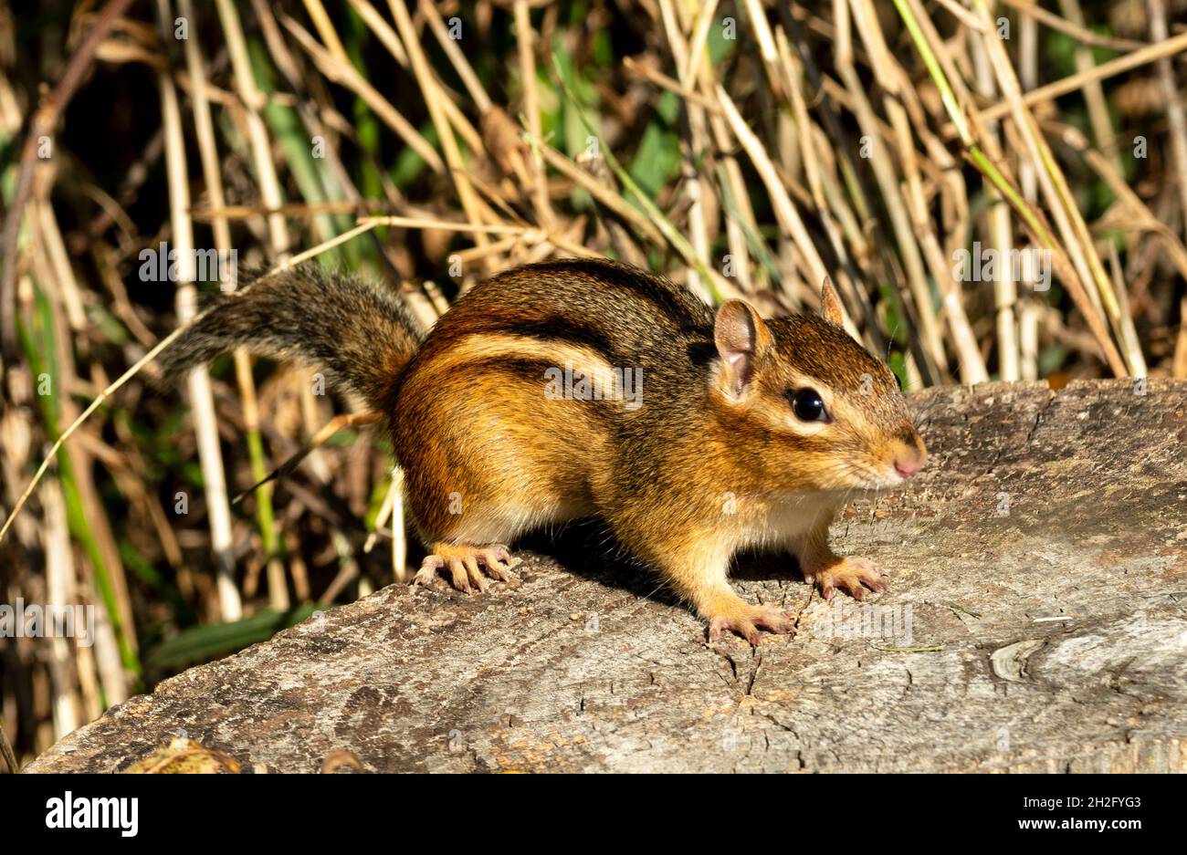 Chipmunk orientale, Tamias striatus su ceppo di albero Foto Stock