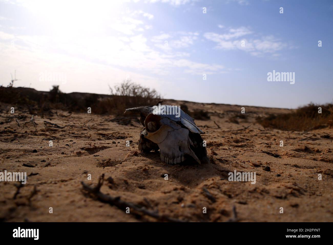 Cranio di capra nel deserto del Sahara occidentale, Marocco Foto Stock