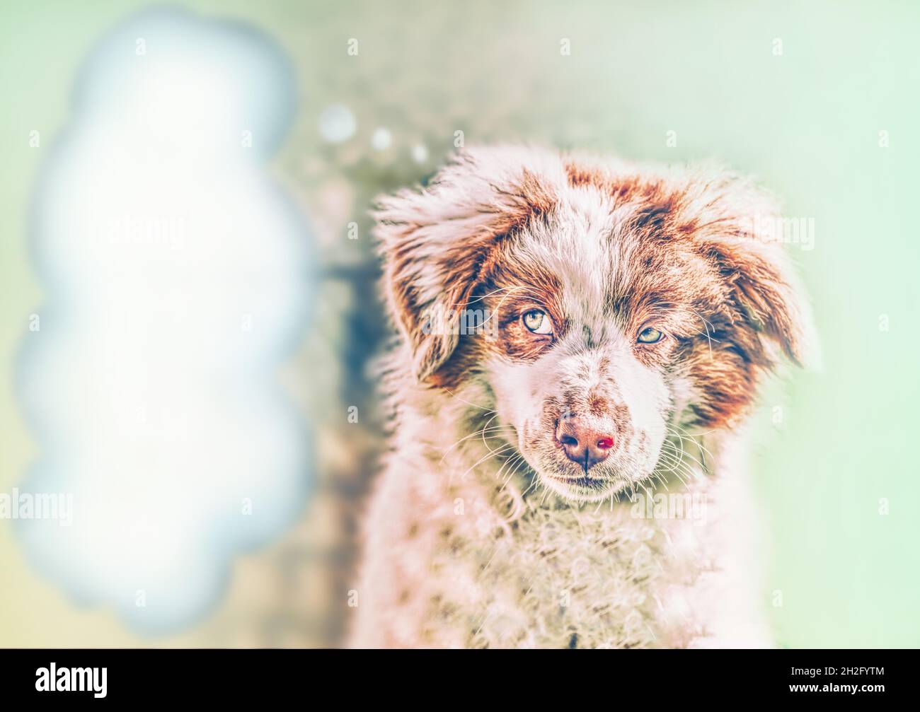 Modello: Un carino stilizzato scettico cucciolo cane con una bolla di pensiero. Colori pastello. Spazio di testo Foto Stock
