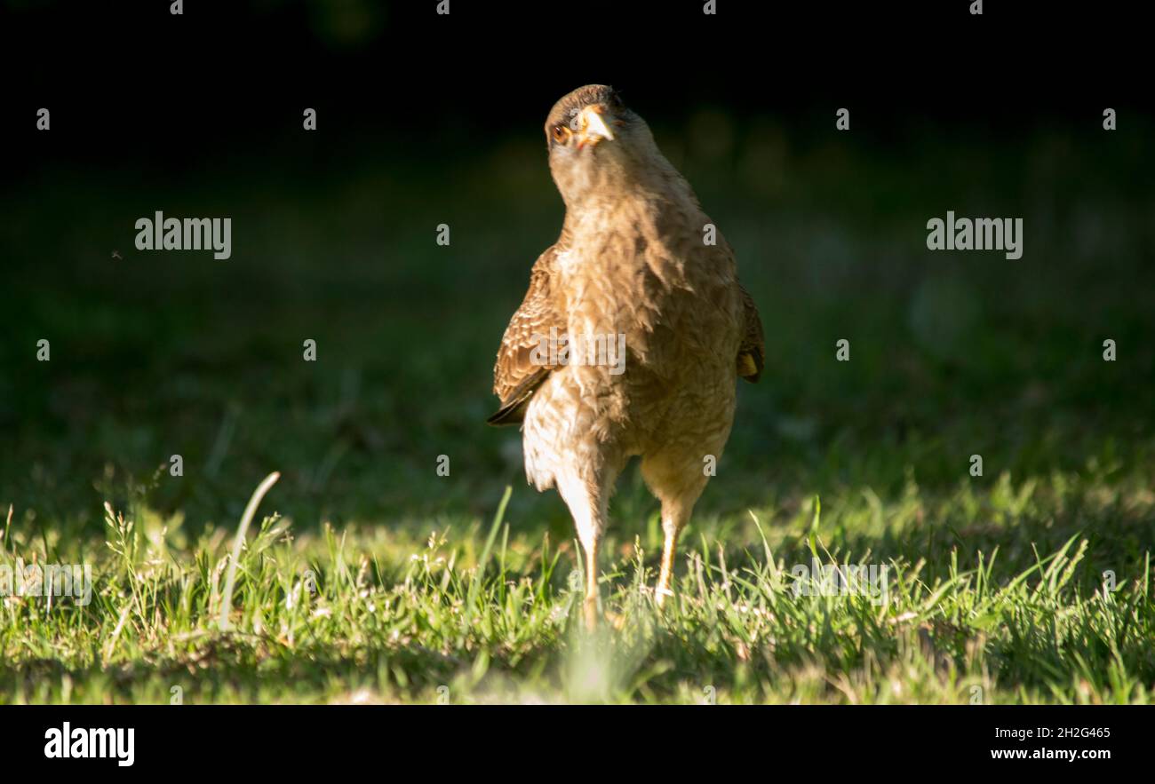 uccello di preda sul campo. chimango Foto Stock