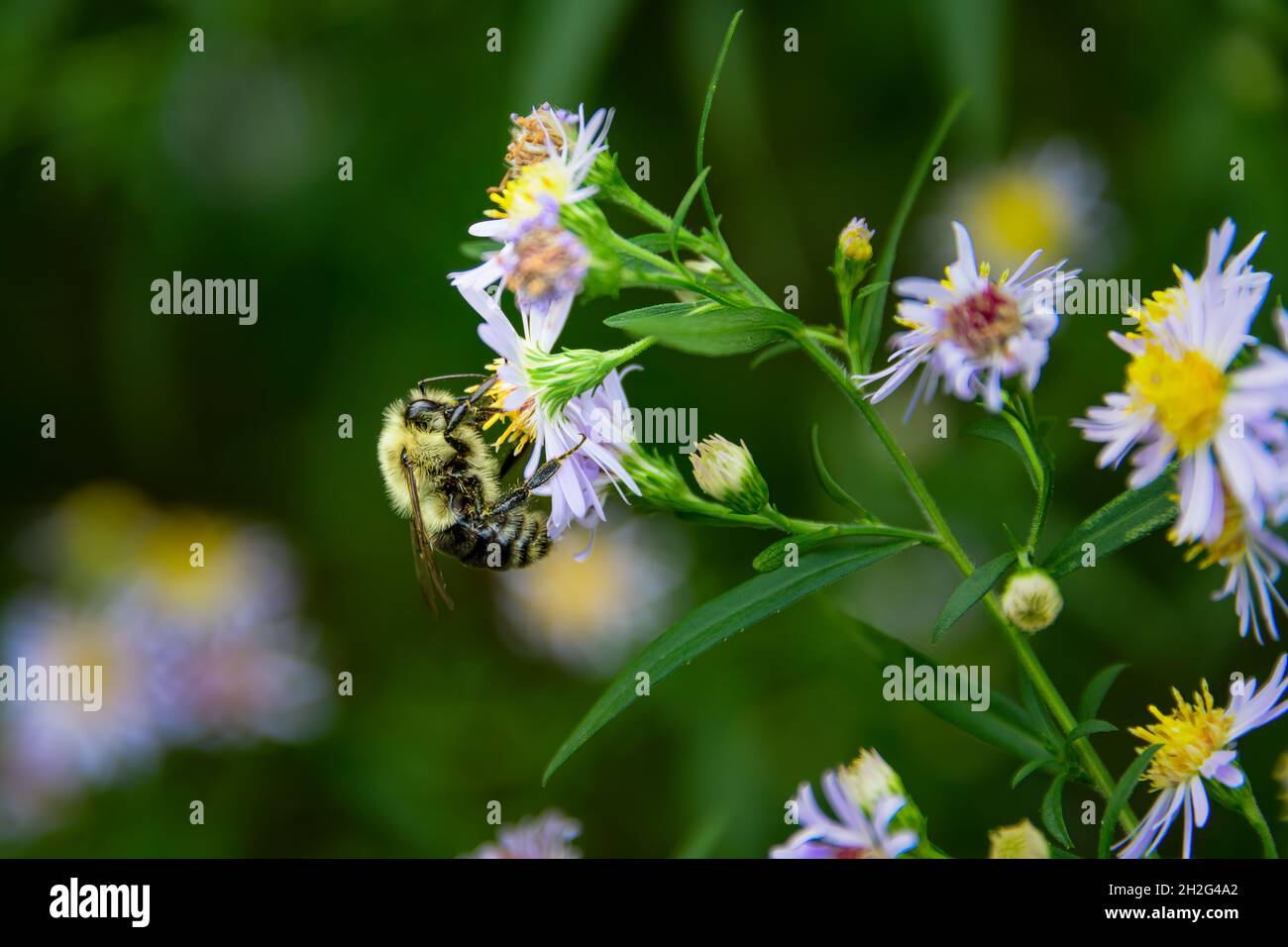 Bumblebee su pianta che raccoglie polline Foto Stock