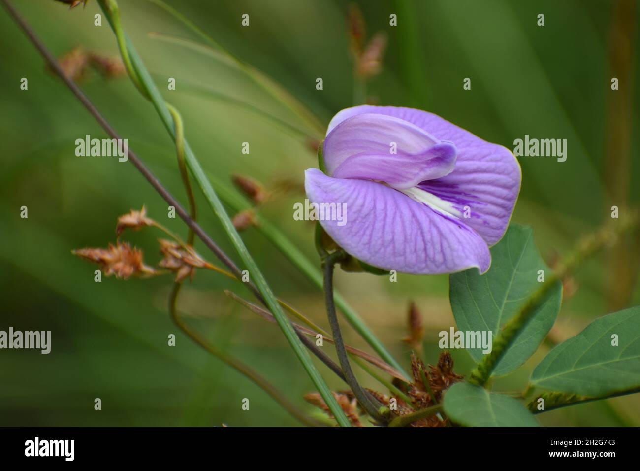 Primo piano foto di fiori di pisello spurred farfalla (Centrosema virginianum). Foto Stock