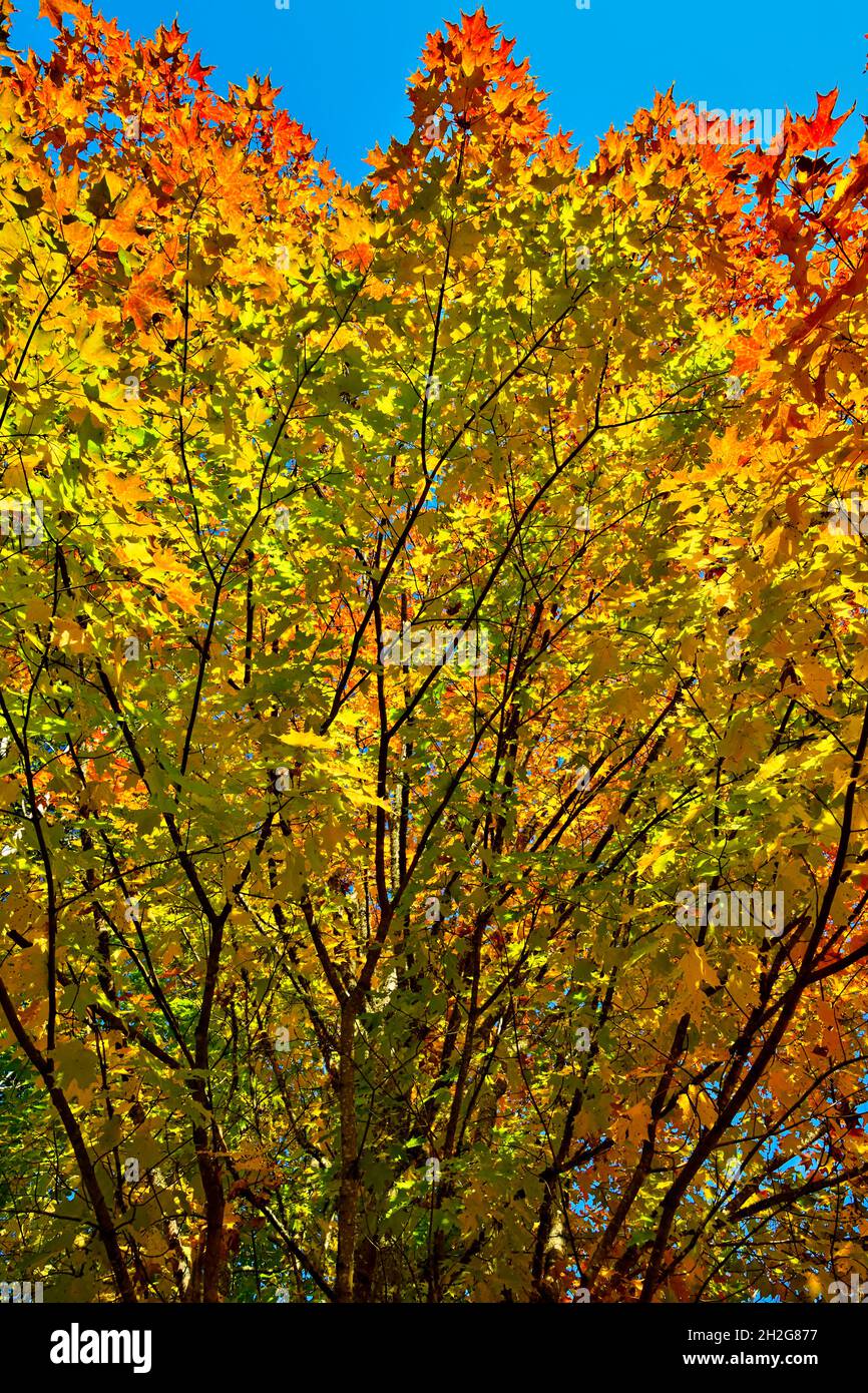 Un albero di acero con le sue foglie che trasformano i colori luminosi della caduta nella zona rurale del New Brunswick Canada. Foto Stock