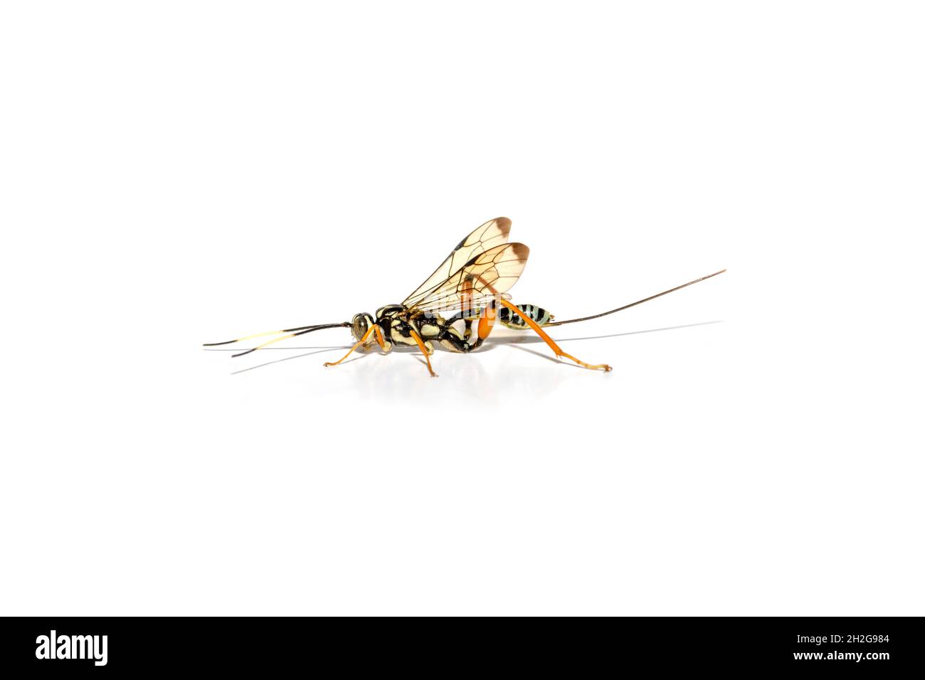 Arotes decorus, parassitoide vespa macro su sfondo bianco Foto Stock