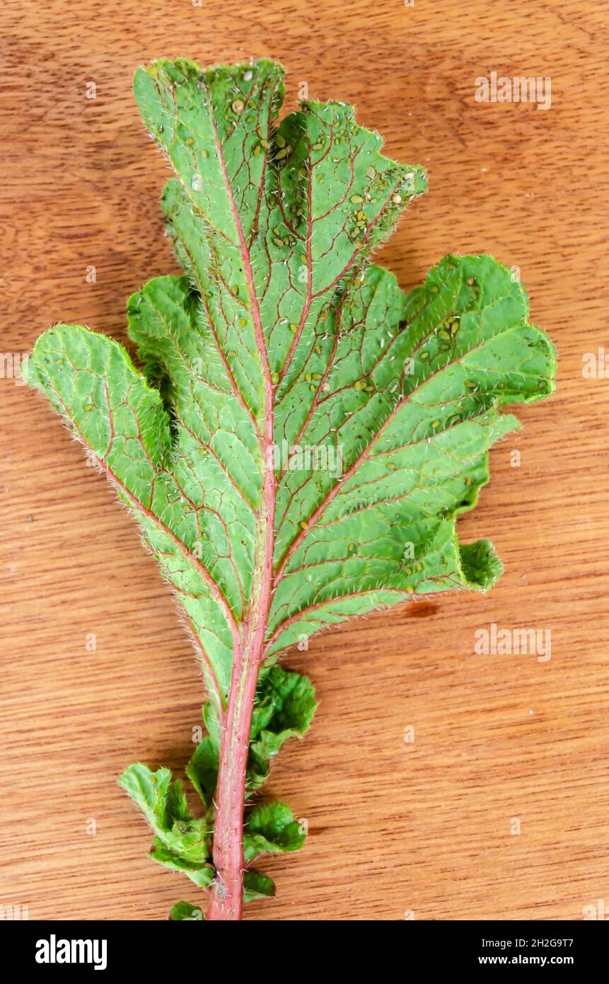 Lato dorsale della foglia di rafano Foto Stock