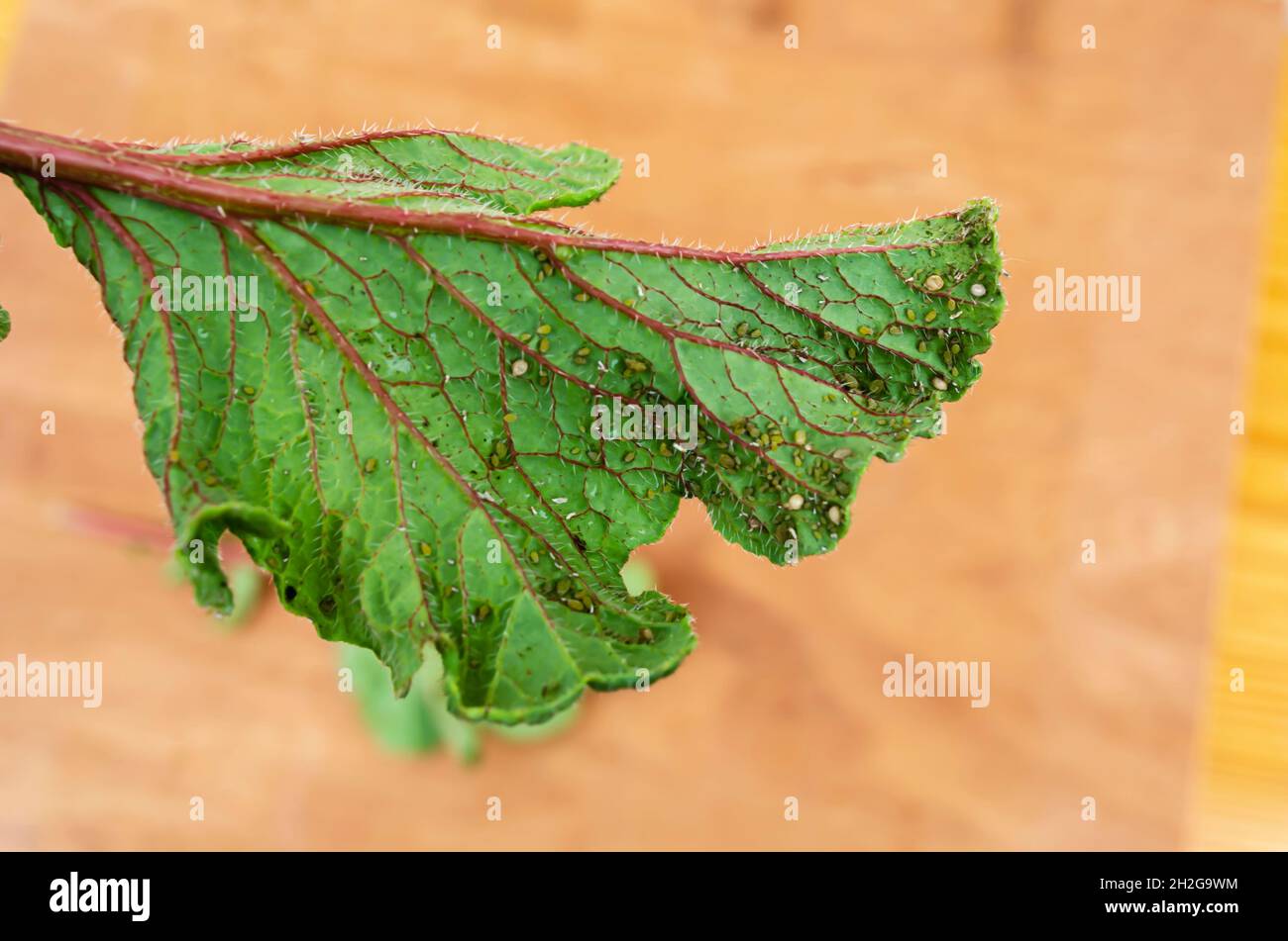 Primo piano della venazione dorsale della foglia di Rastro Foto Stock