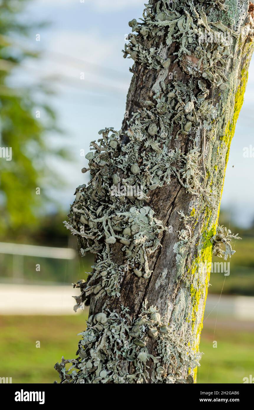 Cladonia Rangiferina Lichen sulla posta Foto Stock